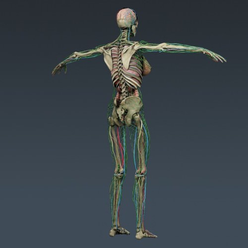 Human Female Anatomy - Body, Muscles, Skeleton, Internal Organs and Lymphatic 3D Model .max .obj .3ds .fbx .lwo .lw .lws .c4d