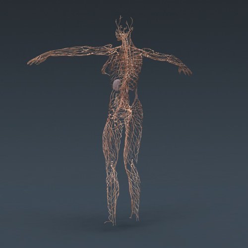 Human Female Anatomy - Body, Muscles, Skeleton, Internal Organs and Lymphatic 3D Model .max .obj .3ds .fbx .lwo .lw .lws .c4d