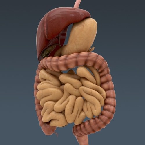 Human Female Anatomy - Body, Muscles, Skeleton, Internal Organs and Lymphatic 3D Model .max .obj .3ds .fbx .lwo .lw .lws .c4d