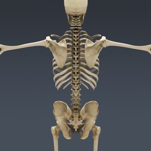 Human Female Anatomy - Body, Muscles, Skeleton, Internal Organs and Lymphatic 3D Model .max .obj .3ds .fbx .lwo .lw .lws .c4d