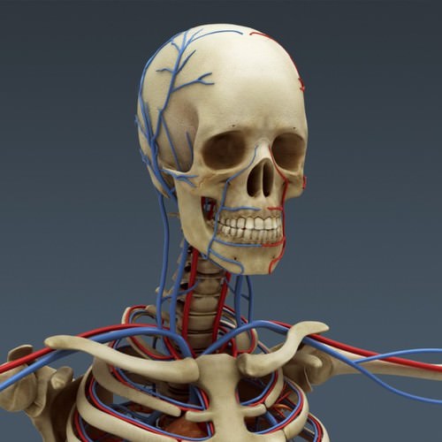 Human Female Anatomy - Body, Muscles, Skeleton, Internal Organs and Lymphatic 3D Model .max .obj .3ds .fbx .lwo .lw .lws .c4d