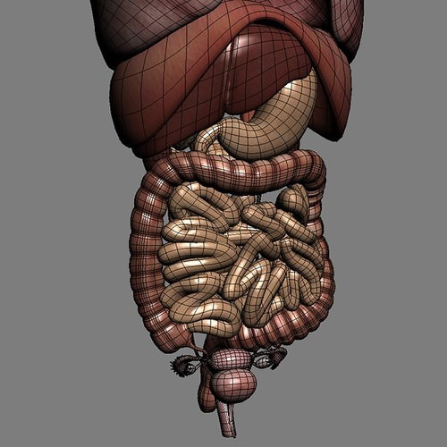 Human Female Anatomy - Body, Muscles, Skeleton, Internal Organs and Lymphatic 3D Model .max .obj .3ds .fbx .lwo .lw .lws .c4d