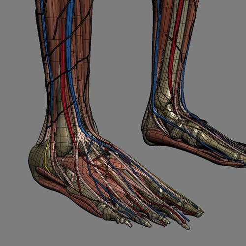 Human Female Anatomy - Body, Muscles, Skeleton, Internal Organs and Lymphatic 3D Model .max .obj .3ds .fbx .lwo .lw .lws .c4d