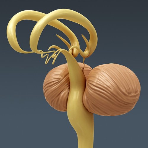 Human Female Anatomy - Body, Muscles, Skeleton, Internal Organs and Lymphatic 3D Model .max .obj .3ds .fbx .lwo .lw .lws .c4d