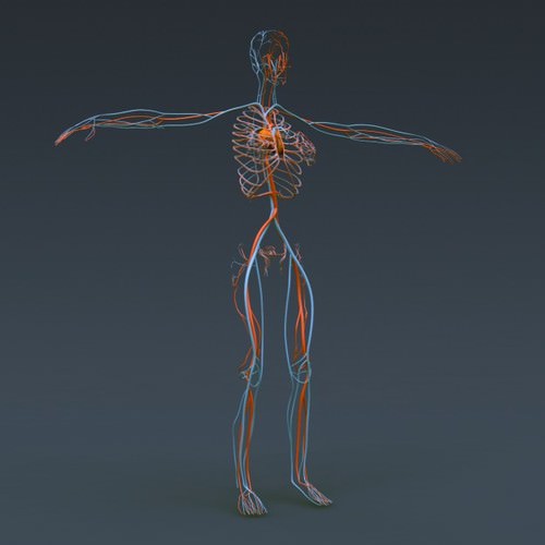 Human Female Anatomy - Body, Muscles, Skeleton, Internal Organs and Lymphatic 3D Model .max .obj .3ds .fbx .lwo .lw .lws .c4d