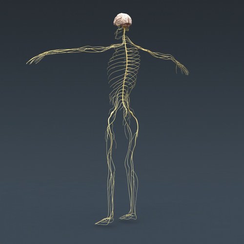 Human Female Anatomy - Body, Muscles, Skeleton, Internal Organs and Lymphatic 3D Model .max .obj .3ds .fbx .lwo .lw .lws .c4d