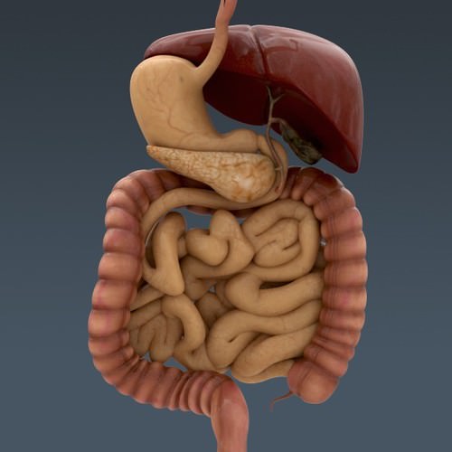 Human Female Anatomy - Body, Muscles, Skeleton, Internal Organs and Lymphatic 3D Model .max .obj .3ds .fbx .lwo .lw .lws .c4d