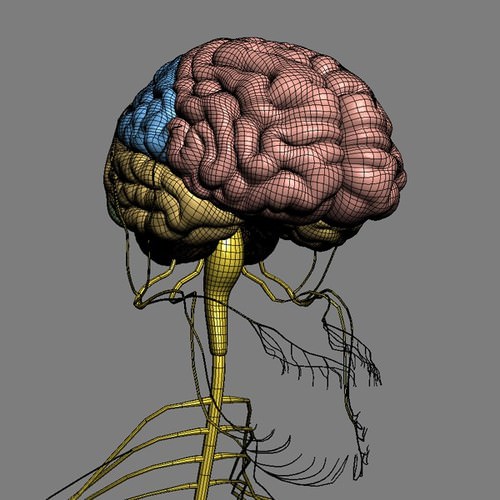 Human Female Anatomy - Body, Muscles, Skeleton, Internal Organs and Lymphatic 3D Model .max .obj .3ds .fbx .lwo .lw .lws .c4d