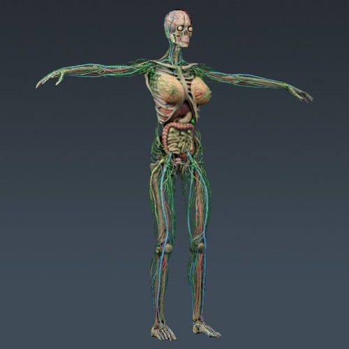 Human Female Anatomy - Body, Muscles, Skeleton, Internal Organs and Lymphatic 3D Model .max .obj .3ds .fbx .lwo .lw .lws .c4d