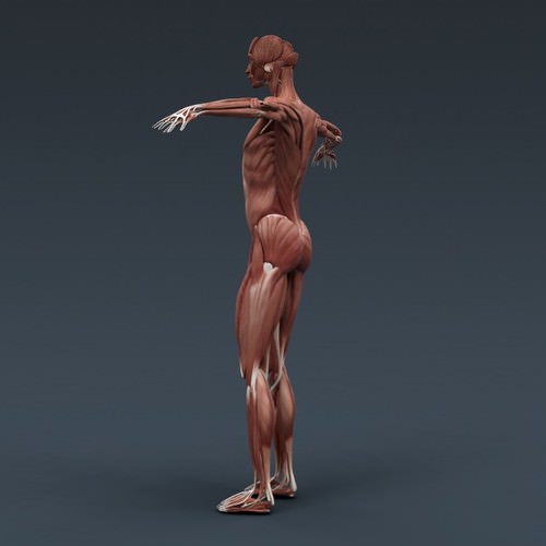 Human Female Anatomy - Body, Muscles, Skeleton, Internal Organs and Lymphatic 3D Model .max .obj .3ds .fbx .lwo .lw .lws .c4d