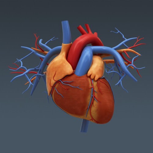 Human Female Anatomy - Body, Muscles, Skeleton, Internal Organs and Lymphatic 3D Model .max .obj .3ds .fbx .lwo .lw .lws .c4d