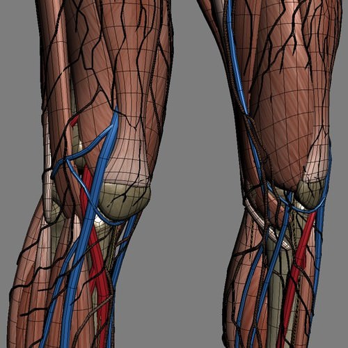 Human Female Anatomy - Body, Muscles, Skeleton, Internal Organs and Lymphatic 3D Model .max .obj .3ds .fbx .lwo .lw .lws .c4d