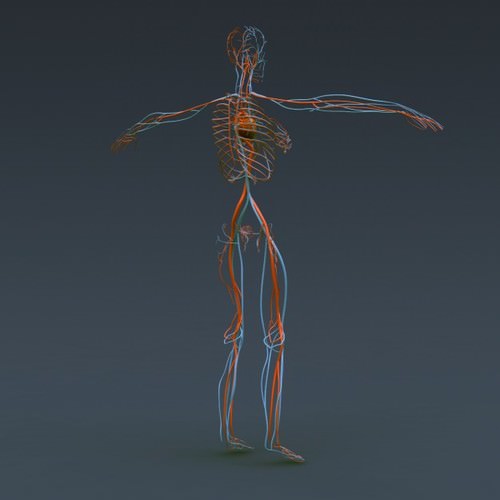 Human Female Anatomy - Body, Muscles, Skeleton, Internal Organs and Lymphatic 3D Model .max .obj .3ds .fbx .lwo .lw .lws .c4d