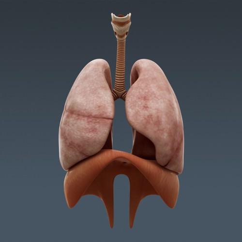 Human Female Anatomy - Body, Muscles, Skeleton, Internal Organs and Lymphatic 3D Model .max .obj .3ds .fbx .lwo .lw .lws .c4d
