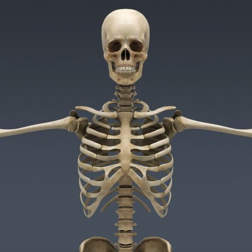 Human Female Anatomy - Body, Muscles, Skeleton, Internal Organs and Lymphatic 3D Model .max .obj .3ds .fbx .lwo .lw .lws .c4d