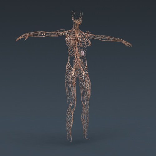 Human Female Anatomy - Body, Muscles, Skeleton, Internal Organs and Lymphatic 3D Model .max .obj .3ds .fbx .lwo .lw .lws .c4d
