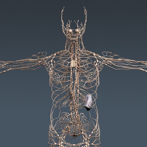 Human Female Anatomy - Body, Muscles, Skeleton, Internal Organs and Lymphatic 3D Model .max .obj .3ds .fbx .lwo .lw .lws .c4d