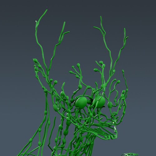 Human Female Anatomy - Body, Muscles, Skeleton, Internal Organs and Lymphatic 3D Model .max .obj .3ds .fbx .lwo .lw .lws .c4d