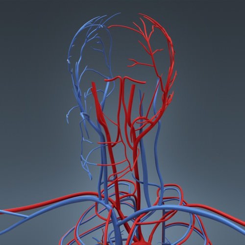 Human Female Anatomy - Body, Muscles, Skeleton, Internal Organs and Lymphatic 3D Model .max .obj .3ds .fbx .lwo .lw .lws .c4d