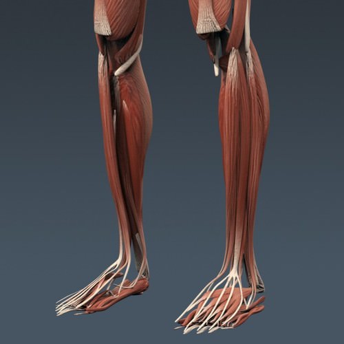 Human Female Anatomy - Body, Muscles, Skeleton, Internal Organs and Lymphatic 3D Model .max .obj .3ds .fbx .lwo .lw .lws .c4d
