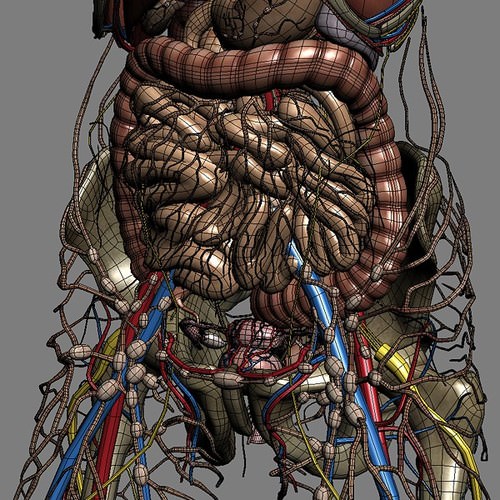 Human Female Anatomy - Body, Muscles, Skeleton, Internal Organs and Lymphatic 3D Model .max .obj .3ds .fbx .lwo .lw .lws .c4d