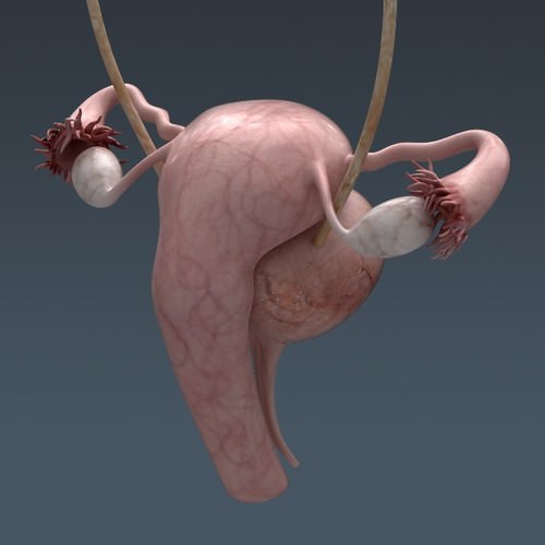 Human Female Anatomy - Body, Muscles, Skeleton, Internal Organs and Lymphatic 3D Model .max .obj .3ds .fbx .lwo .lw .lws .c4d