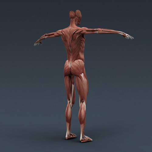 Human Female Anatomy - Body, Muscles, Skeleton, Internal Organs and Lymphatic 3D Model .max .obj .3ds .fbx .lwo .lw .lws .c4d