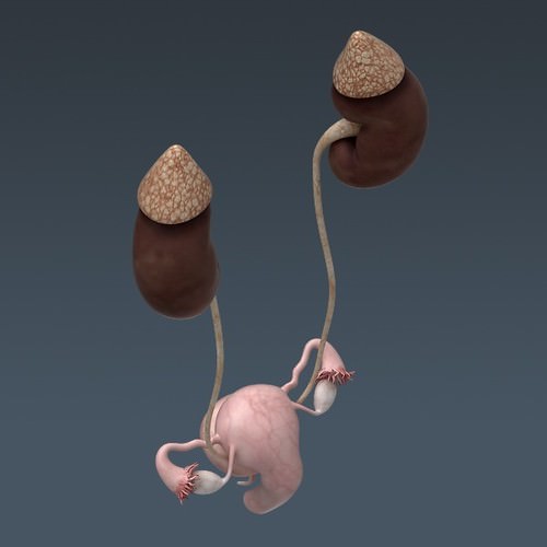Human Female Anatomy - Body, Muscles, Skeleton, Internal Organs and Lymphatic 3D Model .max .obj .3ds .fbx .lwo .lw .lws .c4d