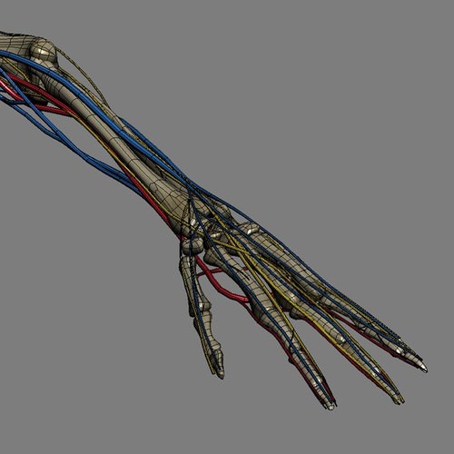 Human Female Anatomy - Body, Muscles, Skeleton, Internal Organs and Lymphatic 3D Model .max .obj .3ds .fbx .lwo .lw .lws .c4d