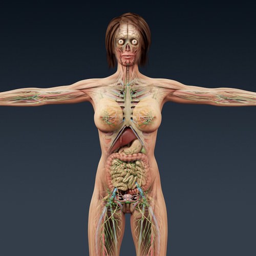 Human Female Anatomy - Body, Muscles, Skeleton, Internal Organs and Lymphatic 3D Model .max .obj .3ds .fbx .lwo .lw .lws .c4d