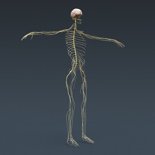 Human Female Anatomy - Body, Muscles, Skeleton, Internal Organs and Lymphatic 3D Model .max .obj .3ds .fbx .lwo .lw .lws .c4d