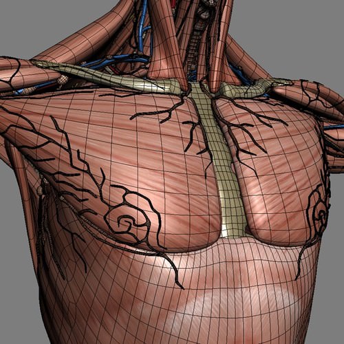 Human Female Anatomy - Body, Muscles, Skeleton, Internal Organs and Lymphatic 3D Model .max .obj .3ds .fbx .lwo .lw .lws .c4d