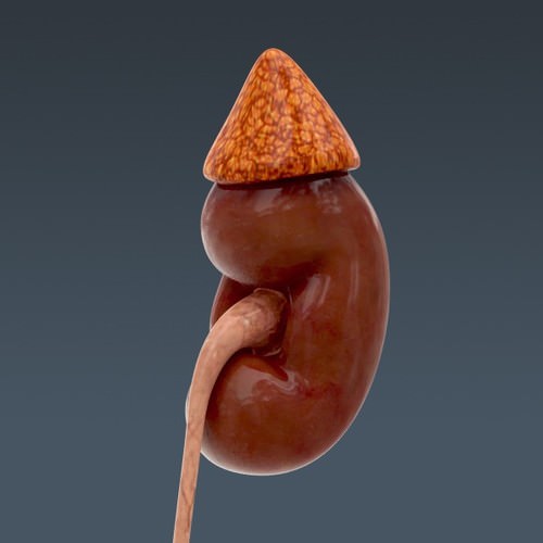 Human Female Anatomy - Body, Muscles, Skeleton, Internal Organs and Lymphatic 3D Model .max .obj .3ds .fbx .lwo .lw .lws .c4d
