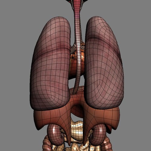 Human Female Anatomy - Body, Muscles, Skeleton, Internal Organs and Lymphatic 3D Model .max .obj .3ds .fbx .lwo .lw .lws .c4d