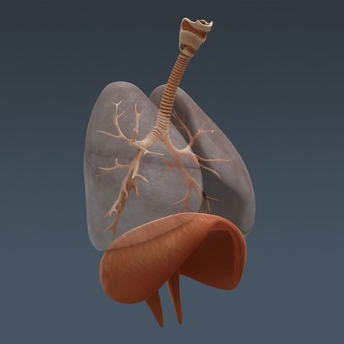 Human Female Anatomy - Body, Muscles, Skeleton, Internal Organs and Lymphatic 3D Model .max .obj .3ds .fbx .lwo .lw .lws .c4d