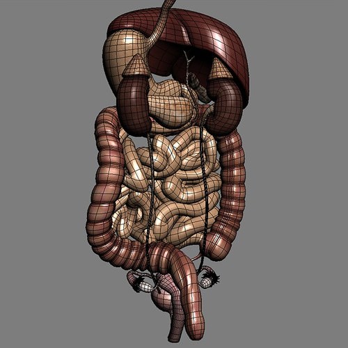 Human Female Anatomy - Body, Muscles, Skeleton, Internal Organs and Lymphatic 3D Model .max .obj .3ds .fbx .lwo .lw .lws .c4d