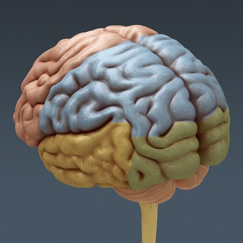 Human Female Anatomy - Body, Muscles, Skeleton, Internal Organs and Lymphatic 3D Model .max .obj .3ds .fbx .lwo .lw .lws .c4d