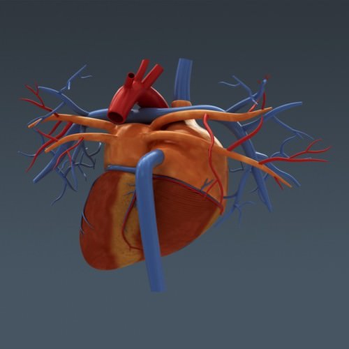 Human Female Anatomy - Body, Muscles, Skeleton, Internal Organs and Lymphatic 3D Model .max .obj .3ds .fbx .lwo .lw .lws .c4d