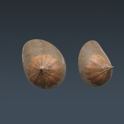 Human Female Anatomy - Body, Muscles, Skeleton, Internal Organs and Lymphatic 3D Model .max .obj .3ds .fbx .lwo .lw .lws .c4d