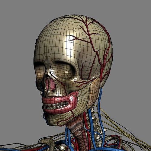 Human Female Anatomy - Body, Muscles, Skeleton, Internal Organs and Lymphatic 3D Model .max .obj .3ds .fbx .lwo .lw .lws .c4d