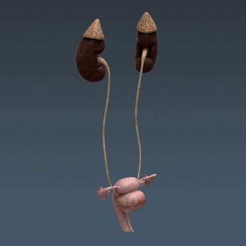 Human Female Anatomy - Body, Muscles, Skeleton, Internal Organs and Lymphatic 3D Model .max .obj .3ds .fbx .lwo .lw .lws .c4d