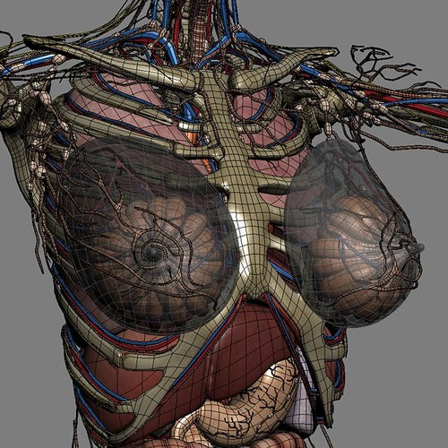 Human Female Anatomy - Body, Muscles, Skeleton, Internal Organs and Lymphatic 3D Model .max .obj .3ds .fbx .lwo .lw .lws .c4d