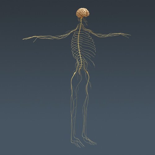 Human Female Anatomy - Body, Muscles, Skeleton, Internal Organs and Lymphatic 3D Model .max .obj .3ds .fbx .lwo .lw .lws .c4d
