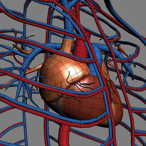 Human Female Anatomy - Body, Muscles, Skeleton, Internal Organs and Lymphatic 3D Model .max .obj .3ds .fbx .lwo .lw .lws .c4d