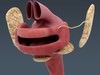 Human Female Anatomy - Body, Muscles, Skeleton, Internal Organs and Lymphatic 3D Model .max .obj .3ds .fbx .lwo .lw .lws .c4d