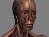 Human Female Anatomy - Body, Muscles, Skeleton, Internal Organs and Lymphatic 3D Model .max .obj .3ds .fbx .lwo .lw .lws .c4d