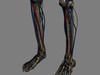 Human Female Anatomy - Body, Muscles, Skeleton, Internal Organs and Lymphatic 3D Model .max .obj .3ds .fbx .lwo .lw .lws .c4d