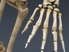 Human Female Anatomy - Body, Muscles, Skeleton, Internal Organs and Lymphatic 3D Model .max .obj .3ds .fbx .lwo .lw .lws .c4d