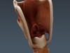 Human Female Anatomy - Body, Muscles, Skeleton, Internal Organs and Lymphatic 3D Model .max .obj .3ds .fbx .lwo .lw .lws .c4d