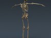 Human Female Anatomy - Body, Muscles, Skeleton, Internal Organs and Lymphatic 3D Model .max .obj .3ds .fbx .lwo .lw .lws .c4d